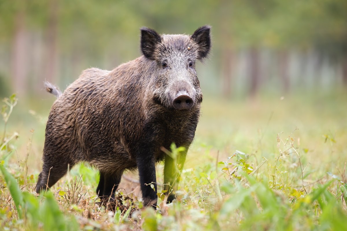 pieluchy dla pasa warszawa