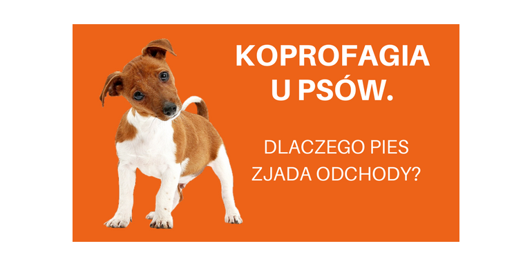 majlepsze pieluchomajtki dla dorosłych