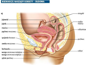 instrukcja zmiany pieluchy dla taty