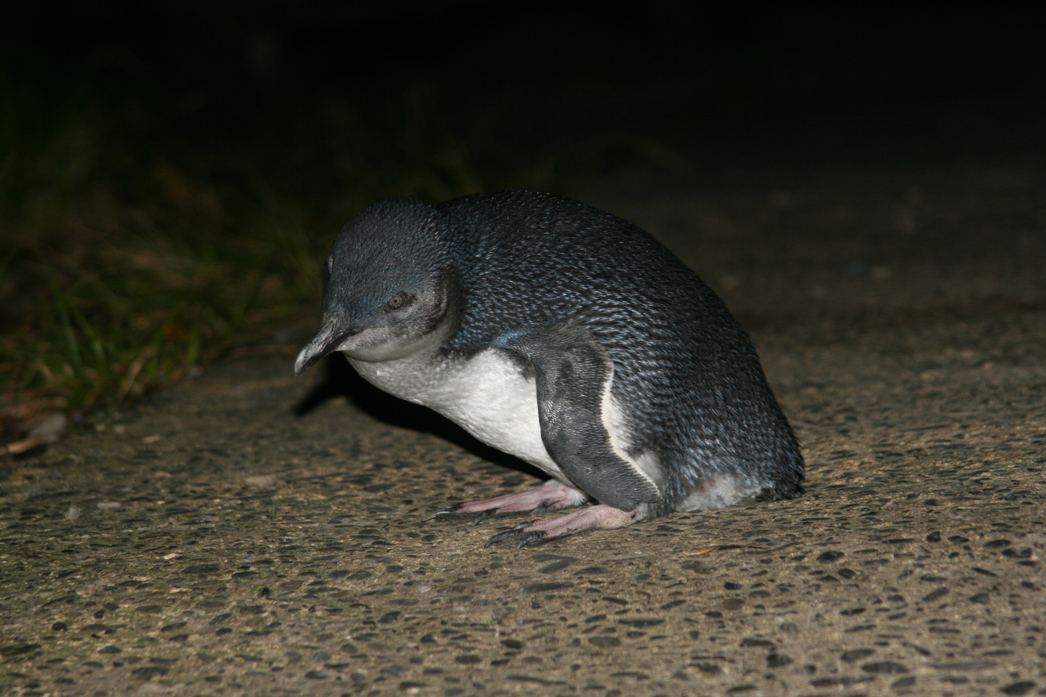 pieluchy tetrowe duza gramatura