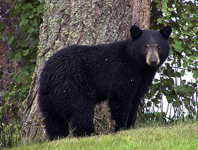 pieluchomajtki seni xxl probki